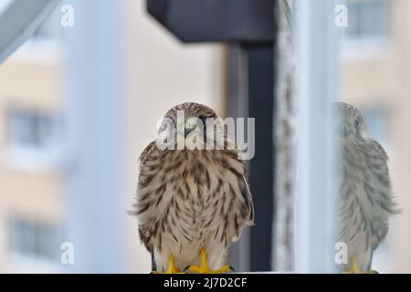 Der junge europäische Turmfalke sitzt auf einer Fensterbank auf einem Gebäude in einem Wohngebiet Stockfoto