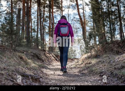 Frau, die im Herbst- oder Frühlingswald wandern oder zelten geht. Rückansicht des Reisenden mit Rucksack. Reise in Einsamkeit für die Natur bewundern. Hochwertige Fotos Stockfoto