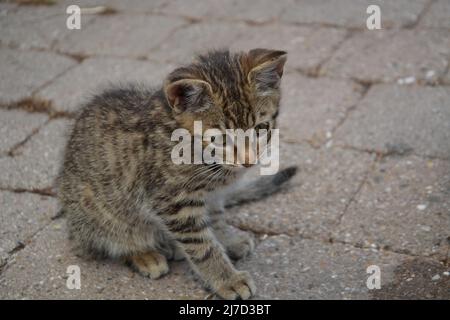 Eine niedliche schwarz gestreifte Babykatze auf einem Bauernhof in süddeutschland Stockfoto