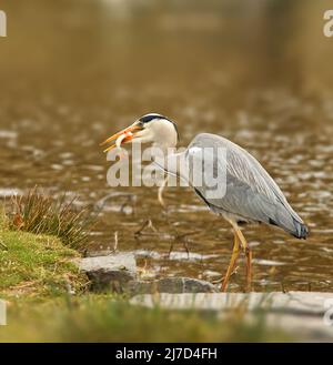 Reiher mit Fisch. Graureiher, Ardea cinerea mit einem Fisch im Schnabel, verschwommene Wasseroberfläche des Sees im Hintergrund. Jagd Vogel im natürlichen Lebensraum. Stockfoto