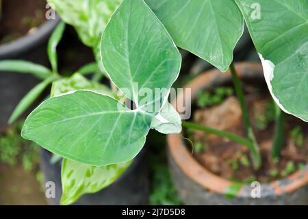 Albomarginata, Araceae oder Schott oder Xanthosoma sagittifolium oder XANTHOSOMA oder Mickey Mouse Pflanze im Blumentopf Stockfoto