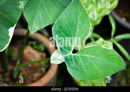 Albomarginata, Araceae oder Schott oder Xanthosoma sagittifolium oder XANTHOSOMA oder Mickey Mouse Pflanze im Blumentopf Stockfoto