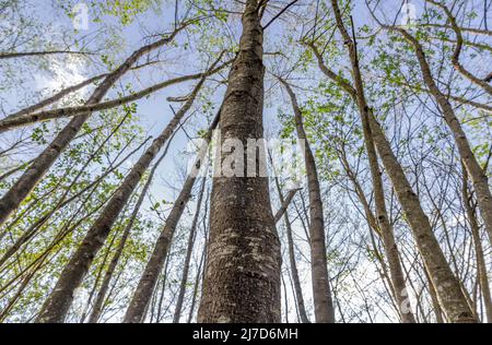 Alder Woods National Forest East Midlands Stockfoto