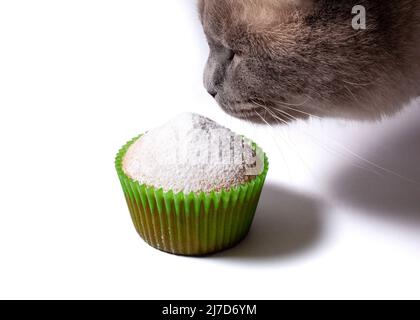 Katze schnüffelt einen mit Puderzucker bestreuten Cupcake. Hausgemachter Cupcake in Papiereinlagen isoliert auf weißem Hintergrund. Stockfoto
