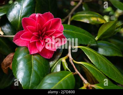 Szenen aus den Gärten im East Ruston Old Vicarage Garden in East Norfolk, Großbritannien. Stockfoto