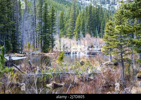 Eine idyllische Szene in den Rocky Mountains von Colorado mit einem Biberdamm in einem alpinen Bach Stockfoto