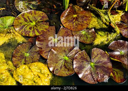 Szenen aus den Gärten im East Ruston Old Vicarage Garden in East Norfolk, Großbritannien. Stockfoto