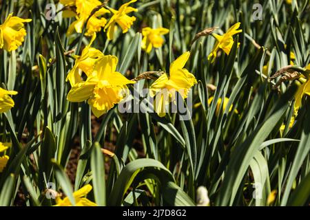 Im botanischen Garten wachsen und blühen gelbe Narzissen Stockfoto
