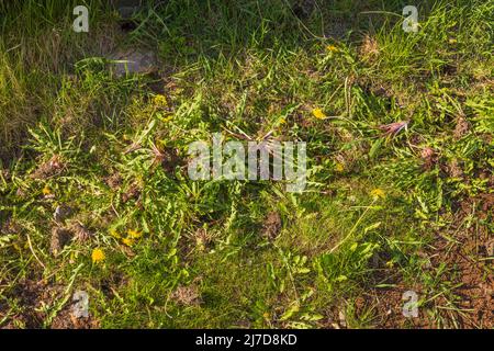 Nahaufnahme des entwurzelten Dandelionenkrauts, das auf Gras liegt. Schweden. Stockfoto