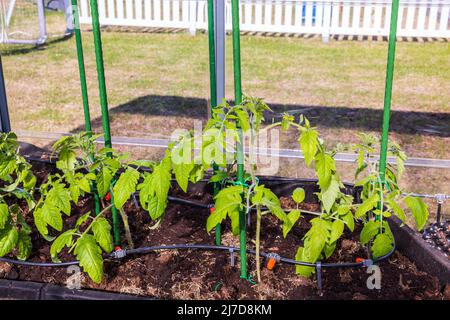 Schöne Aussicht auf Tomatensämlinge, die im Boden im Gewächshaus mit automatischem Bewässerungssystem gepflanzt wurden. Schweden. Stockfoto