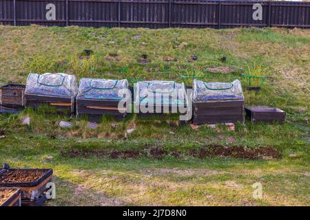 Schöne Aussicht auf den Garten mit wachsenden Erdbeeren in Paletten auf Berg mit Zellophan Gewächshaus bedeckt. Schweden. Stockfoto