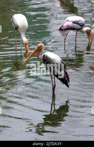 8. Mai 2022, Chennai, Tamil Nadu, Indien: Bemalte Störche ruhen an einem heißen Sommertag im Zoologischen Park Arignar Anna in Chennai in ihrem Zaun. (Bild: © Sri Loganathan/ZUMA Press Wire) Stockfoto