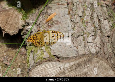 Weibliche silbergewaschene Fritillary Butterfly (Argynnis paphia) in Woodland, Hertfordshire, Essex Stockfoto