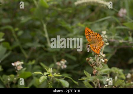 Männlicher silbergewaschene Fritillary Butterfly (Argynnis paphia) im Wald, Hertfordshire, Essex Stockfoto