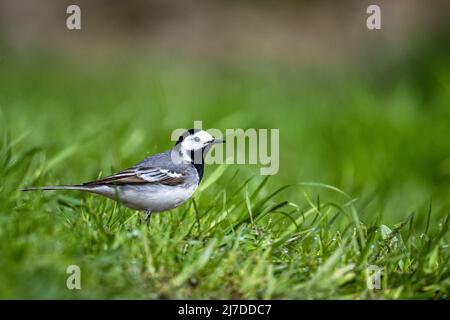 Weißer Wagtail, Motacilla alba, auf dem Gras. Stockfoto