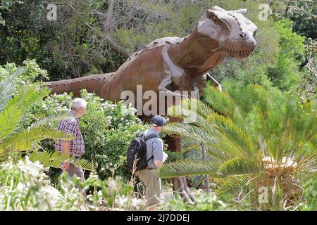 Besucher bewundern eine hoch aufragende Metall-T-Rex-Skulptur in den Kirstenbosch Gardens, seltene Zykaden im Vordergrund. Stockfoto