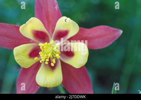 Aquilegia (gebräuchliche Namen: Granny's Bonnet, columbine) ist eine Gattung von etwa 60–70 Arten von mehrjährigen Pflanzen, die in Wiesen, Wäldern und ein gefunden werden Stockfoto