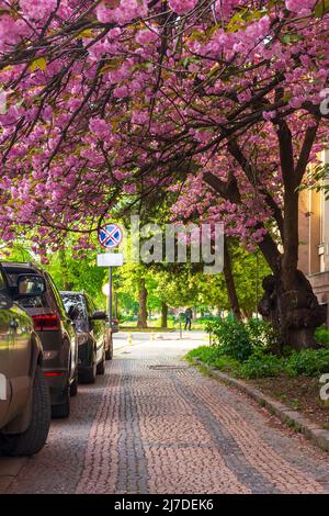 Uzhgorod, ukraine - 05. Mai 2021: Kirschblüte im Morgenlicht auf den Straßen. Blühende Sakura-Bäume entlang der Straße mit geparkten Autos Stockfoto