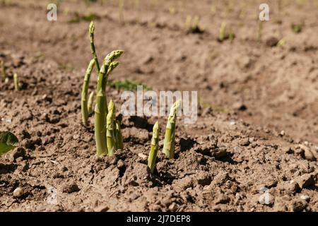 Grüner Spargel schießt auf einem Feld in der Nähe von Petershagen in Ostwestfalen Stockfoto