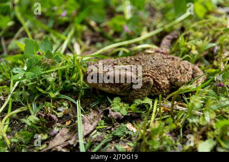 Echter Krötenfrosch auf Rasen im Garten am sonnigen Frühlingstag auf der Suche nach Nahrung. Nahaufnahme, selektiver Fokus. Serbien, Europa Stockfoto