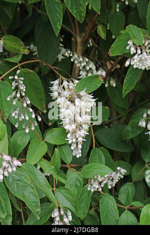 Einfach blühend, Deutzia scabra, Rispe aus weißen Blüten mit einem verschwommenen Hintergrund aus Blättern und mehr Rispen. Stockfoto