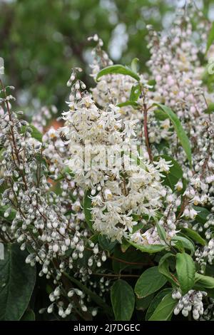 Einfach blühend, Deutzia scabra, Rispen aus weißen Blüten mit einem verschwommenen Hintergrund aus Blättern und mehr Rispen. Stockfoto