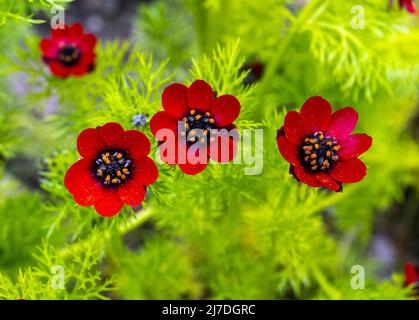 Adonist annua (Adonist annua), Herbstfeuerrose, Herbstfeuerkraut. Botanical Garden Kit, Deutschland, Europa Stockfoto