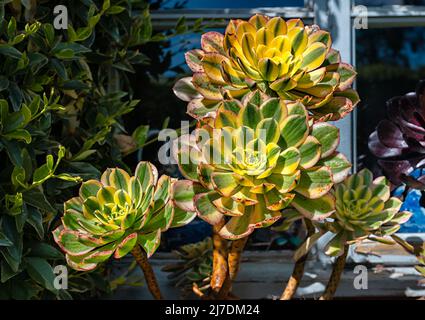 Szenen aus den Gärten im East Ruston Old Vicarage Garden in East Norfolk, Großbritannien. Stockfoto