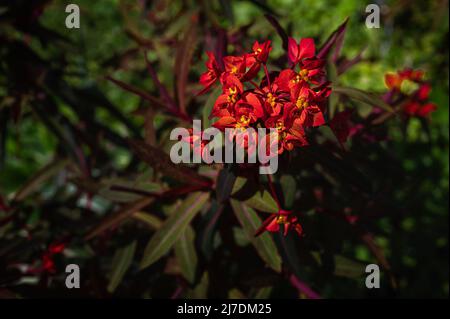 Szenen aus den Gärten im East Ruston Old Vicarage Garden in East Norfolk, Großbritannien. Stockfoto
