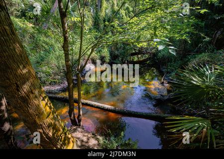 Wanderwege und Wasser am Bear Creek Nature Trail in Winter Springs, Florida Stockfoto