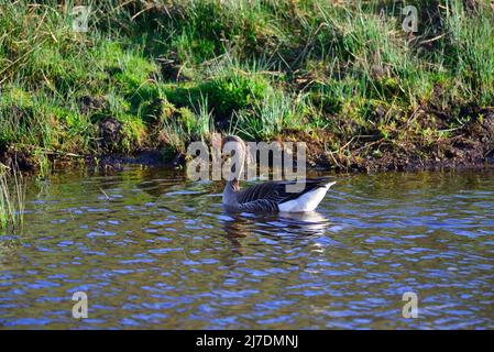 RSPB Loch Leven Perthshire Schottland Stockfoto