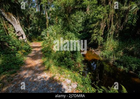 Wanderwege und Wasser am Bear Creek Nature Trail in Winter Springs, Florida Stockfoto