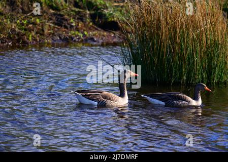 RSPB Loch Leven Perthshire Schottland Stockfoto