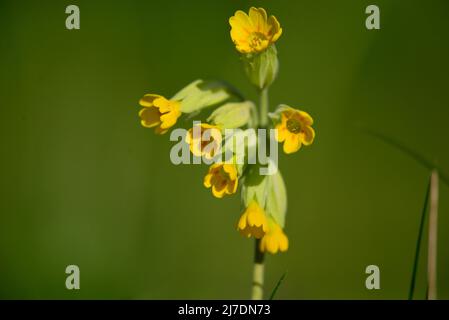 Cowslip RSPB Loch Leven Perthshire Schottland Stockfoto