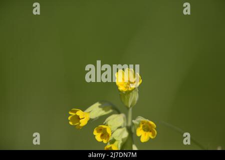 Cowslip RSPB Loch Leven Perthshire Schottland Stockfoto