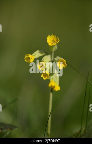 Cowslip RSPB Loch Leven Perthshire Schottland Stockfoto