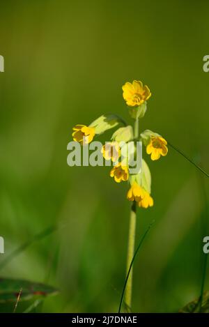 Cowslip RSPB Loch Leven Perthshire Schottland Stockfoto