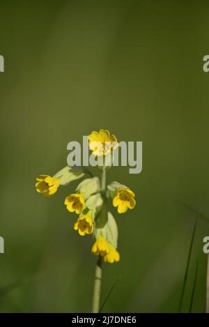 Cowslip RSPB Loch Leven Perthshire Schottland Stockfoto