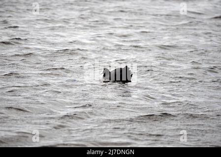 Coot RSPB Loch Leven Perthshire Schottland Stockfoto