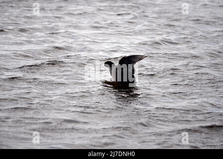 Coot RSPB Loch Leven Perthshire Schottland Stockfoto