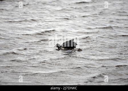 Coot RSPB Loch Leven Perthshire Schottland Stockfoto