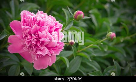 Nahaufnahme der Pfingstrose im Garten. Paeonia. Stockfoto