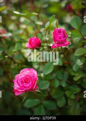 Gartenrosen. Nahaufnahme. Stockfoto