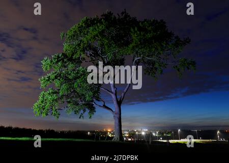 Ein einsamer Baum auf einem von Fackelschein beleuchteten Bauernfeld Stockfoto