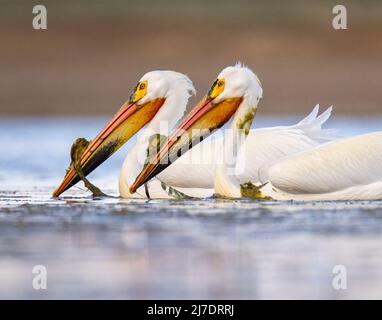 Paar amerikanische weiße Pelikane (Pelecanus erythrorhynchos), die am Abend in Colorado, USA, auf dem Wasser schwimmen Stockfoto