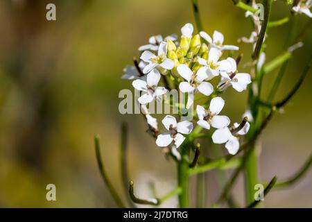 Knoblauchsrauke Alliaria Petiolata. Stockfoto