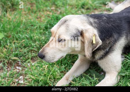 Ein freundlicher, im Hof sterilisierter Hund liegt auf dem grünen Gras. Stockfoto