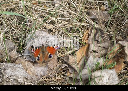 Schmetterling Europäischer Pfau (Aglais io), allgemein bekannt als Pfauenschmetterling, sitzt ein Frühlingsschmetterling auf einem trockenen Blatt zwischen dem getrockneten Gras. Feder Stockfoto