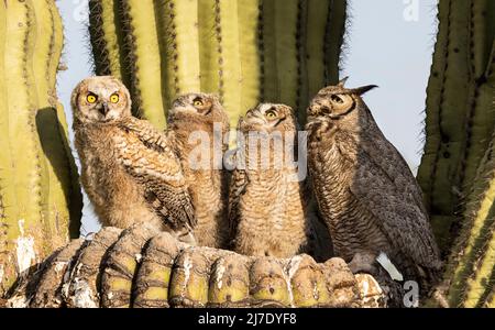 Große gehörnte Eule mit drei Eulen Stockfoto