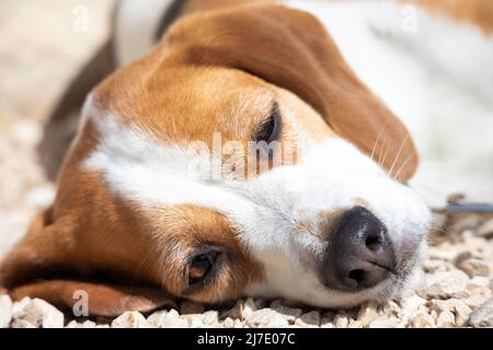 Nahaufnahme des Beagle-Hundes Stockfoto